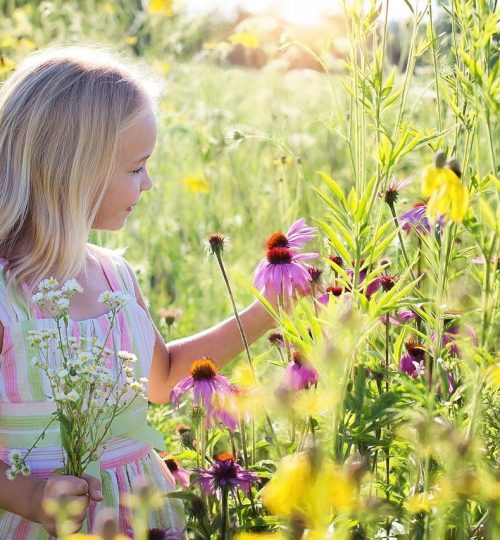 little girl, wildflowers, meadow-2516578.jpg